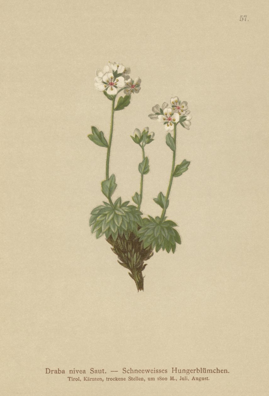 Sněhově bílá osuška (Draba nivea) od German School