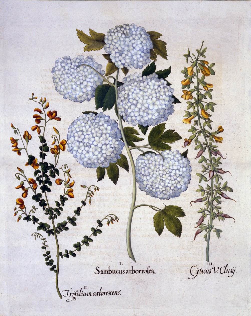 Sněhová koule Viburnum, zahradní smeták, nízkorostoucí alpský koště, od Hortus Eystettensis, od Basila Beslera (1561-1629), hospoda. 1613 (ručně kolorovaná rytina) od German School