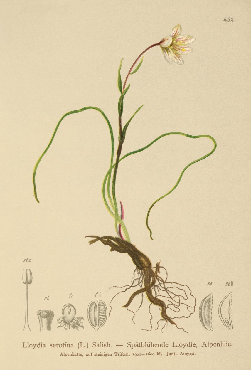 Snowdon Lily (Lloydia serotina, Gagea serotina, Lloydia alpina, Lloydia striata) od German School
