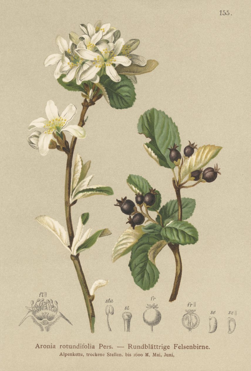 Sněžný mespilus (Aronia rotundifolia, Amelanchier ovalis) od German School