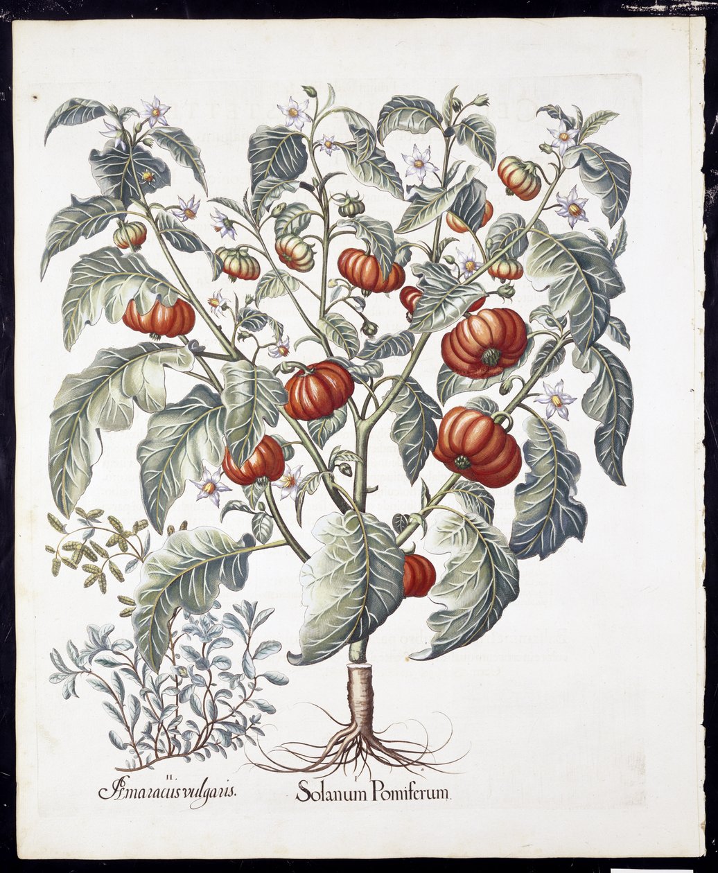 Solanum Pomiferum z Hortus Eystettensis od Basila Beslera (1561-1629) hospoda 1613 (ručně kolorovaná rytina) od German School