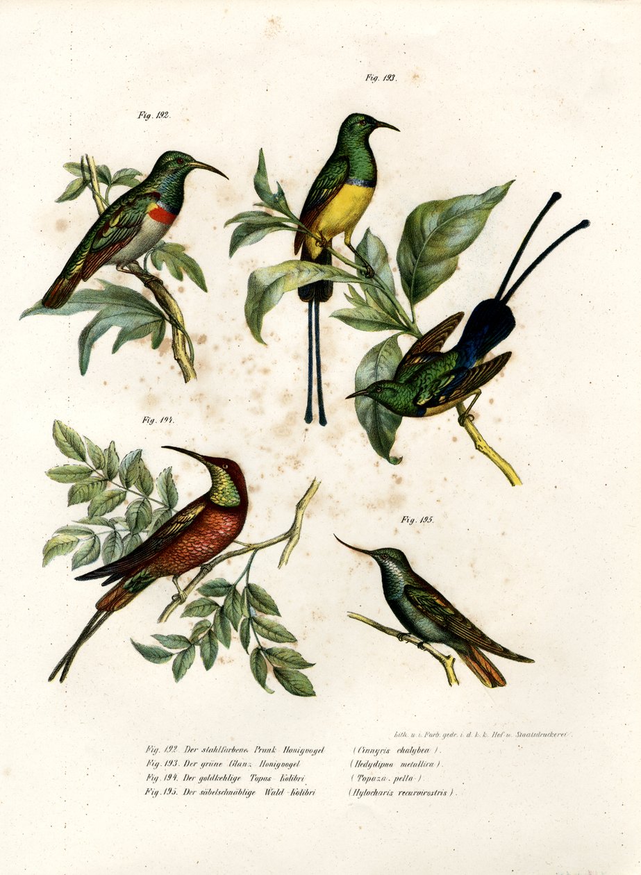 Southern Double-collared Sunbird, 1864 od German School