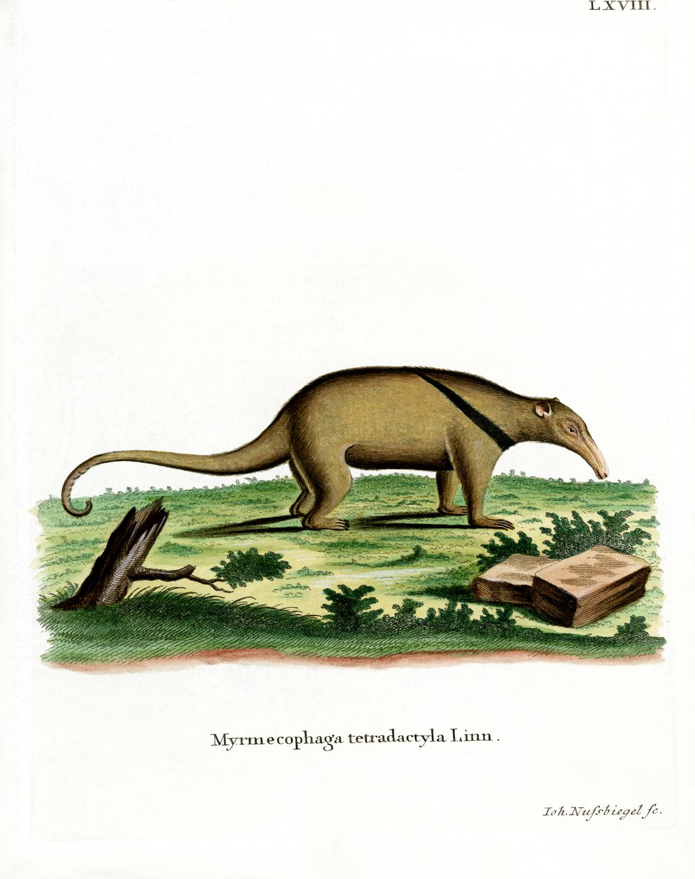 Jižní Tamandua (barevná rytina) od German School