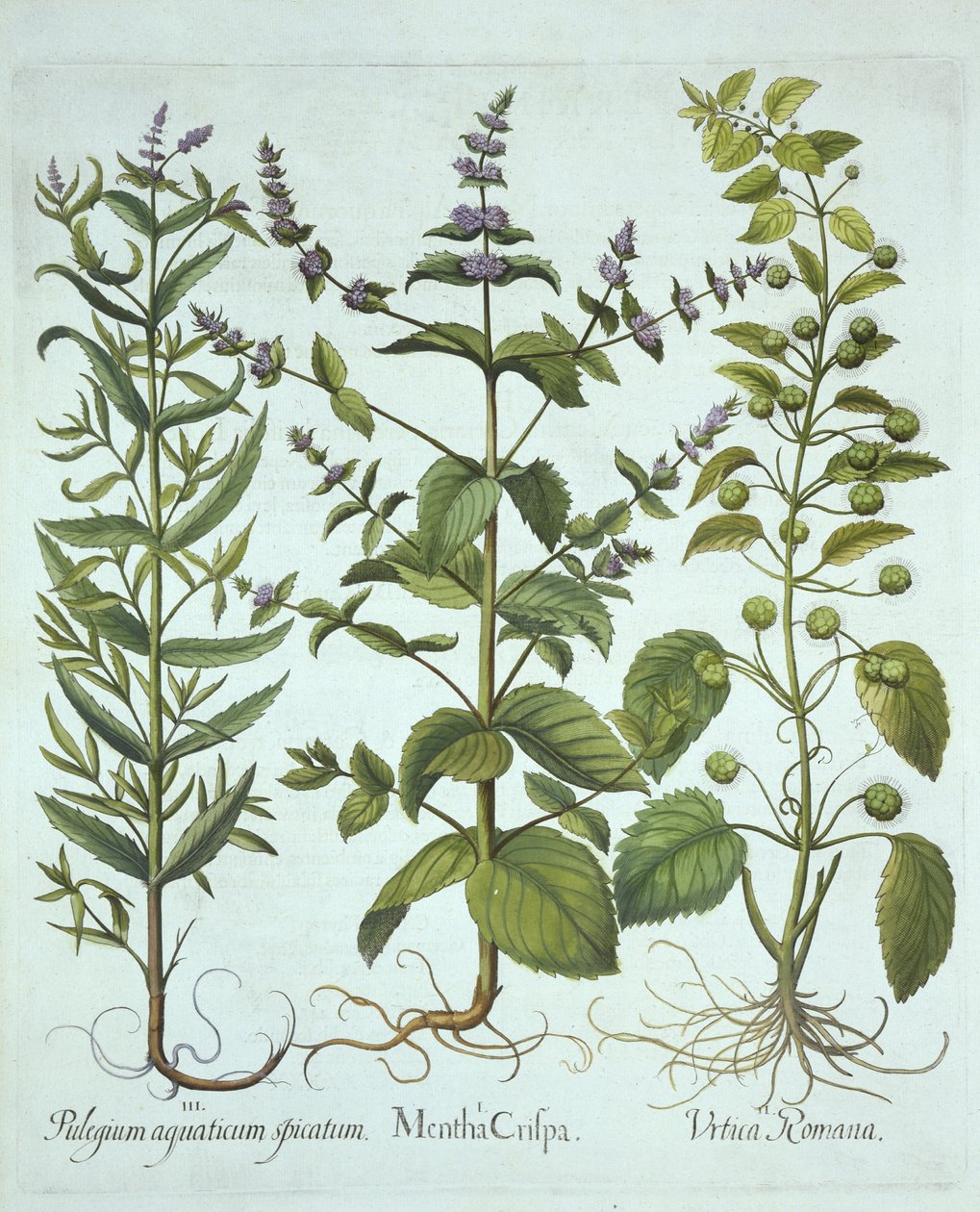 Máta klasnatá, kopřiva římská a máta dlouholistá, od Hortus Eystettensis, od Basila Beslera (1561-1629), hospoda. 1613 (ručně kolorovaná rytina) od German School