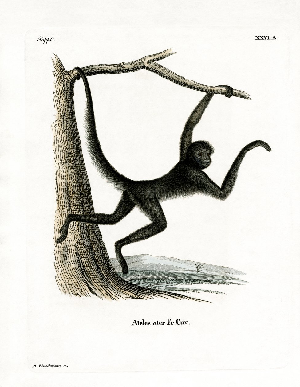 Spider Monkey (barevná rytina) od German School