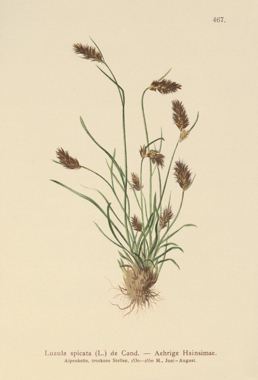 Třešeň klasnatá (Luzula spicata) od German School