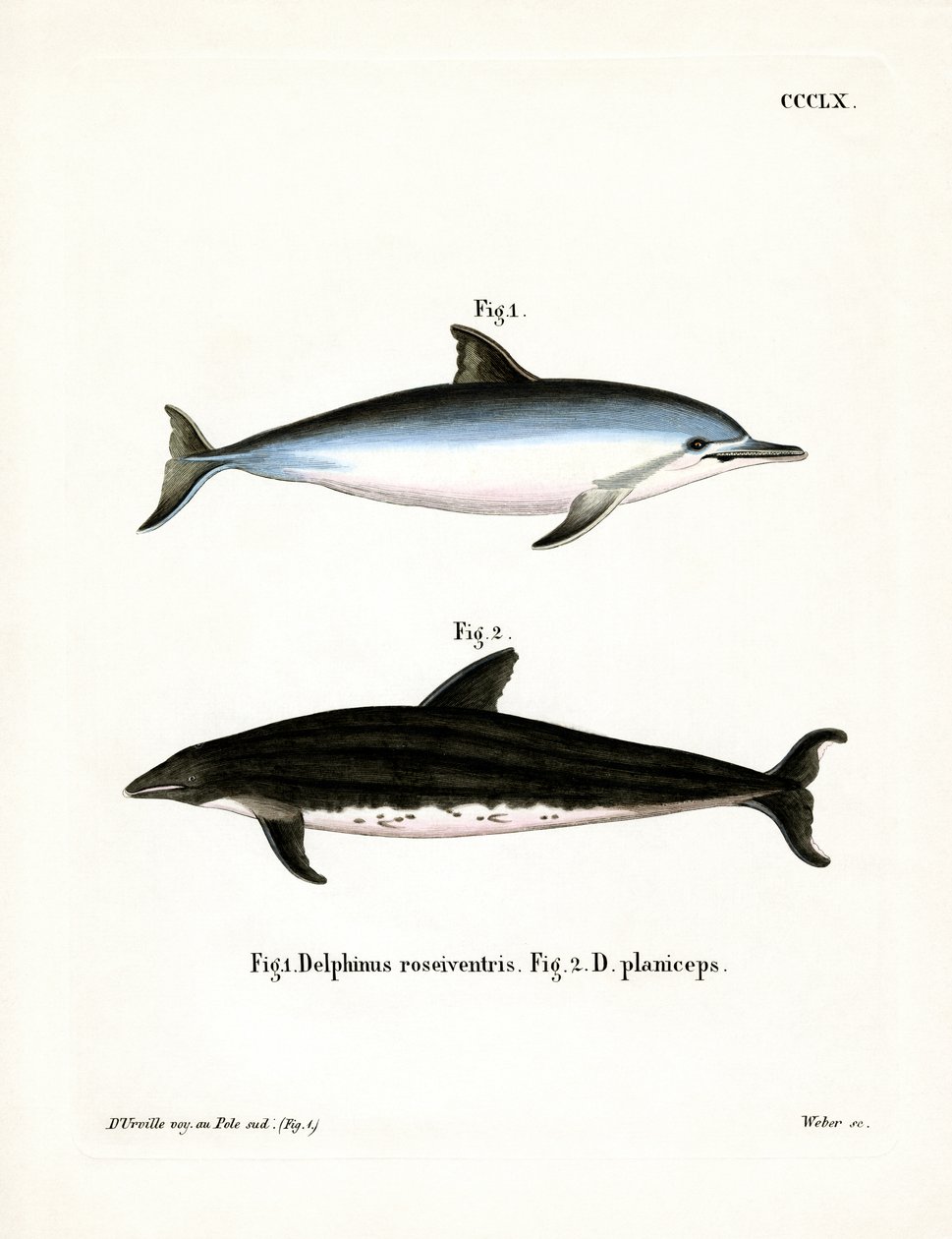 Spinner Dolphin (barevná rytina) od German School