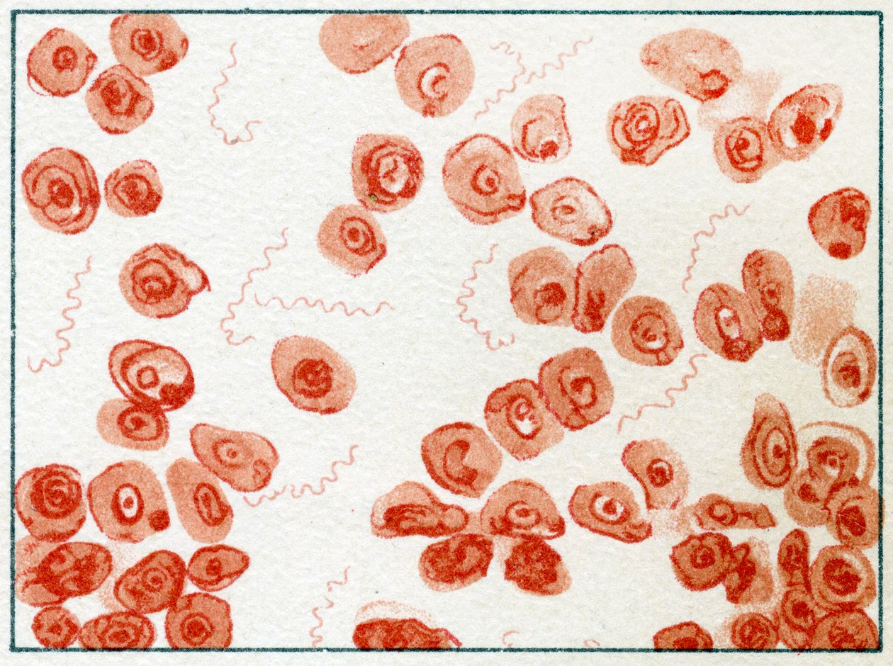 Spirillum Bacteria c.1890 od German School