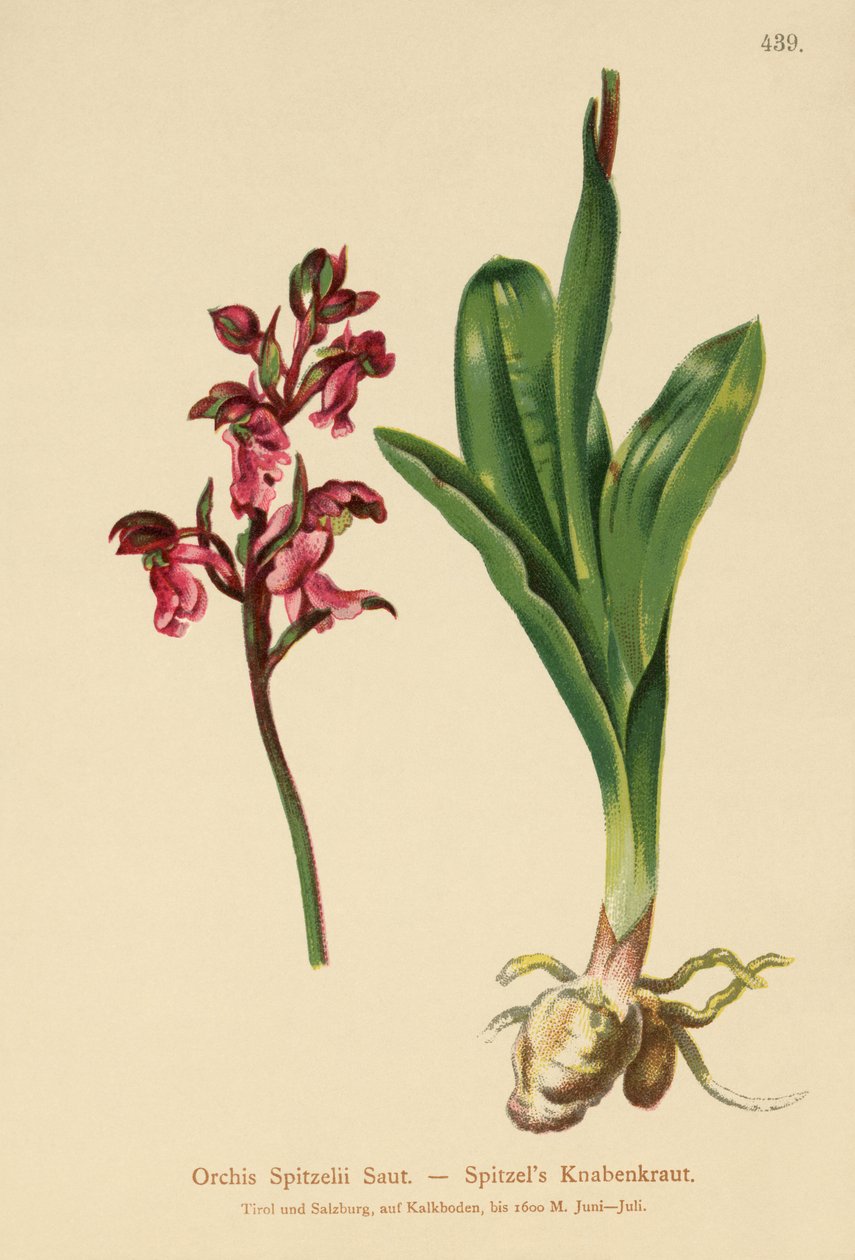Orchidej špiclíky (Orchis Spitzelii) od German School