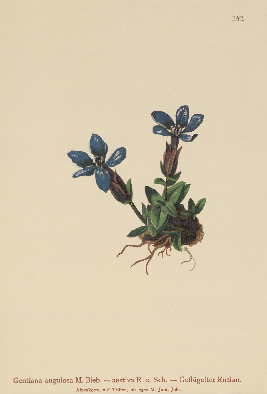 Hořec jarní (Gentiana verna, Gentiana angulosa, Gentiana aestiva) od German School