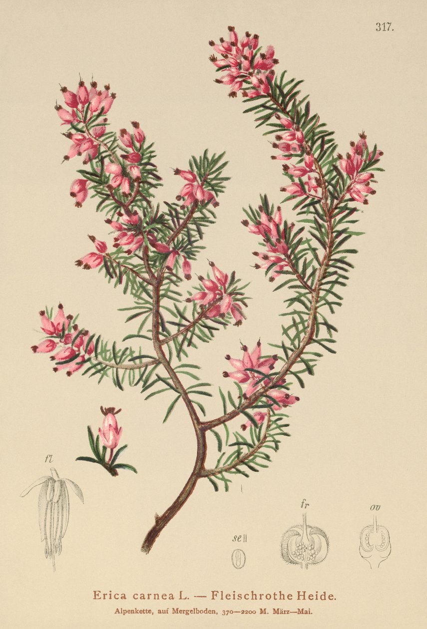 jarní vřesoviště (Erica carnea) od German School
