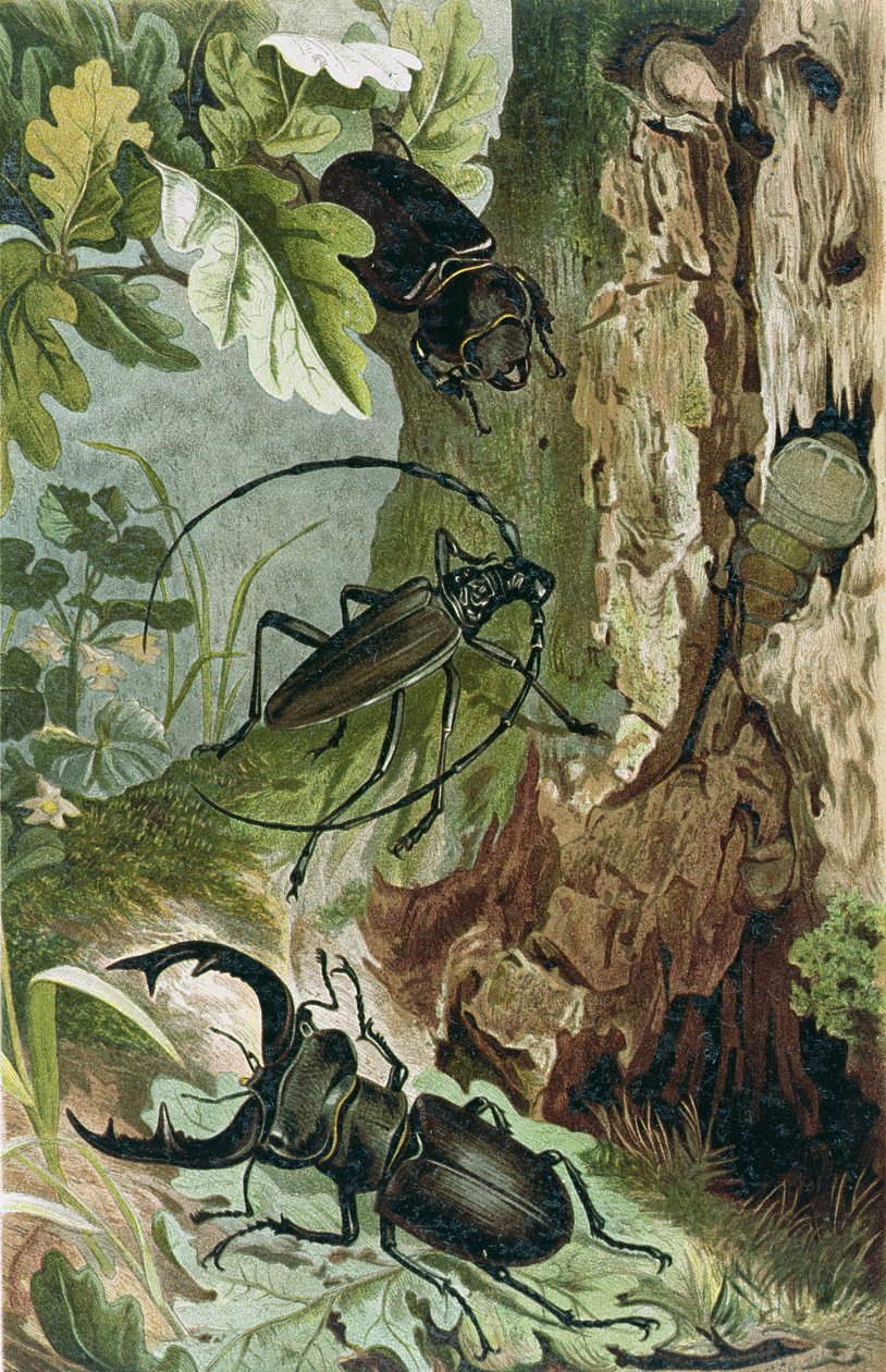 Roháč a Longicorn Beetle, deska od Brehmse Tierleben: Allgemeine Kunde des Tierreichs, sv. 9, str. 80, vydal Bibliographisches Institut, 1892 od German School