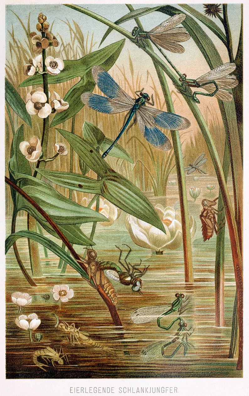 Etapy vývoje motýlice, od Brehmse Tierleben, hospoda. Barevná litografie 1860, 1860. od German School