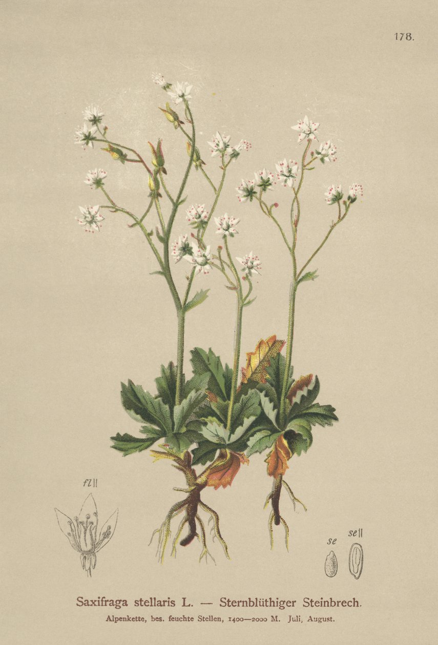 Lomikámen hvězdný (Saxifraga stellaris) od German School