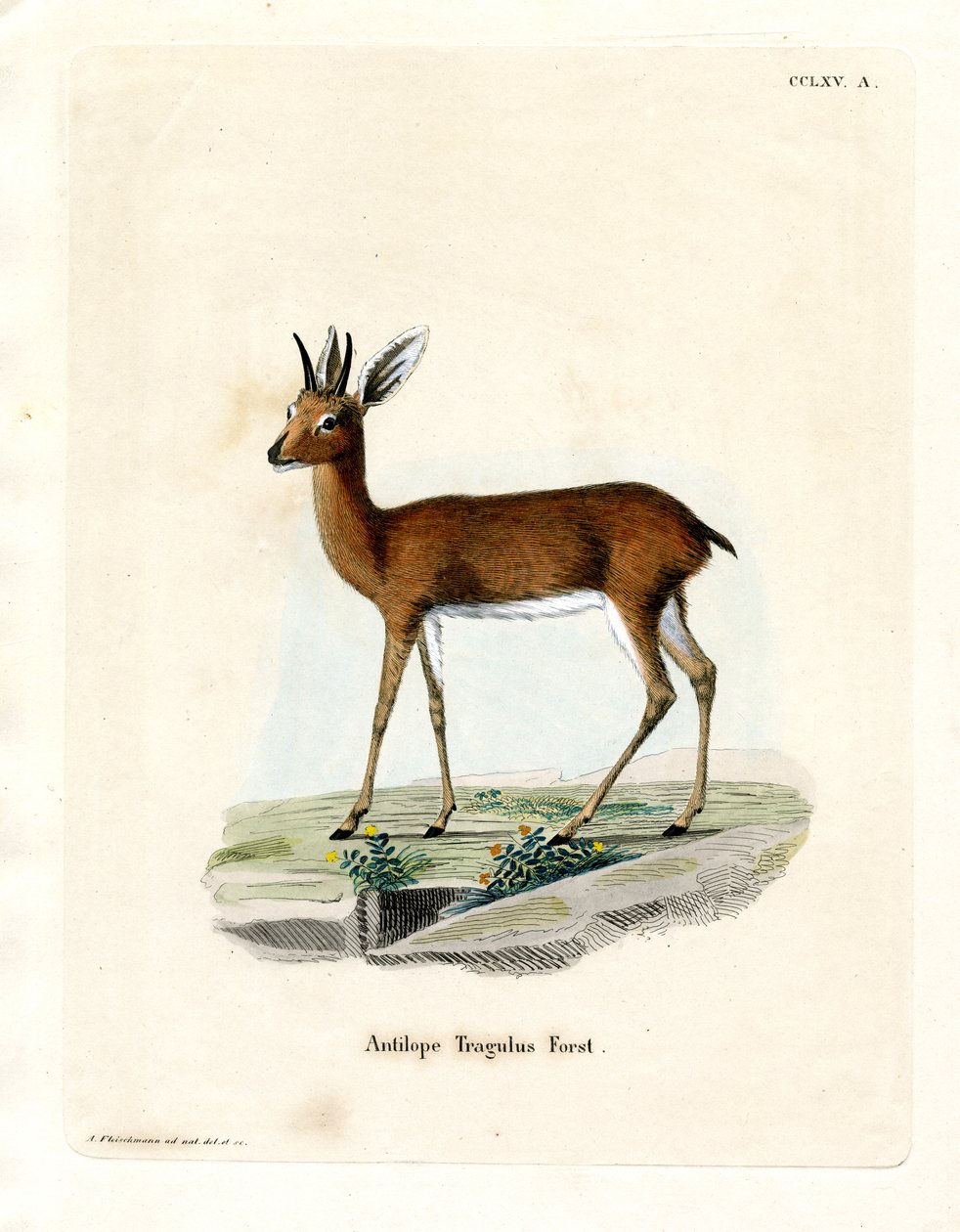 Steenbok (barevné rytí) od German School