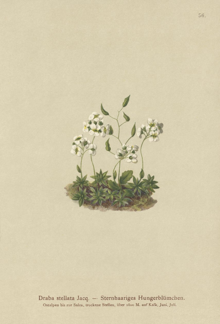 okurka stellata (Draba stellata) od German School