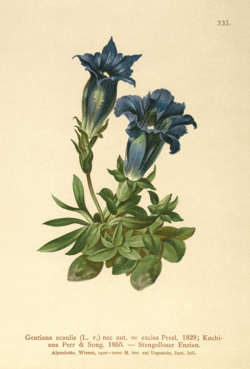 Hořec bezlodyžný (Gentiana acaulis, Gentiana excisa) od German School