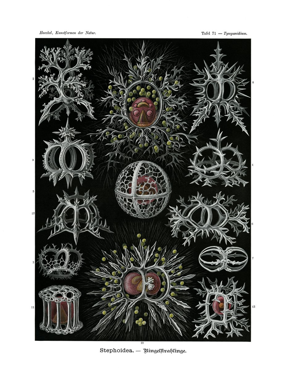 Stephoidea, 1899-1904 od German School
