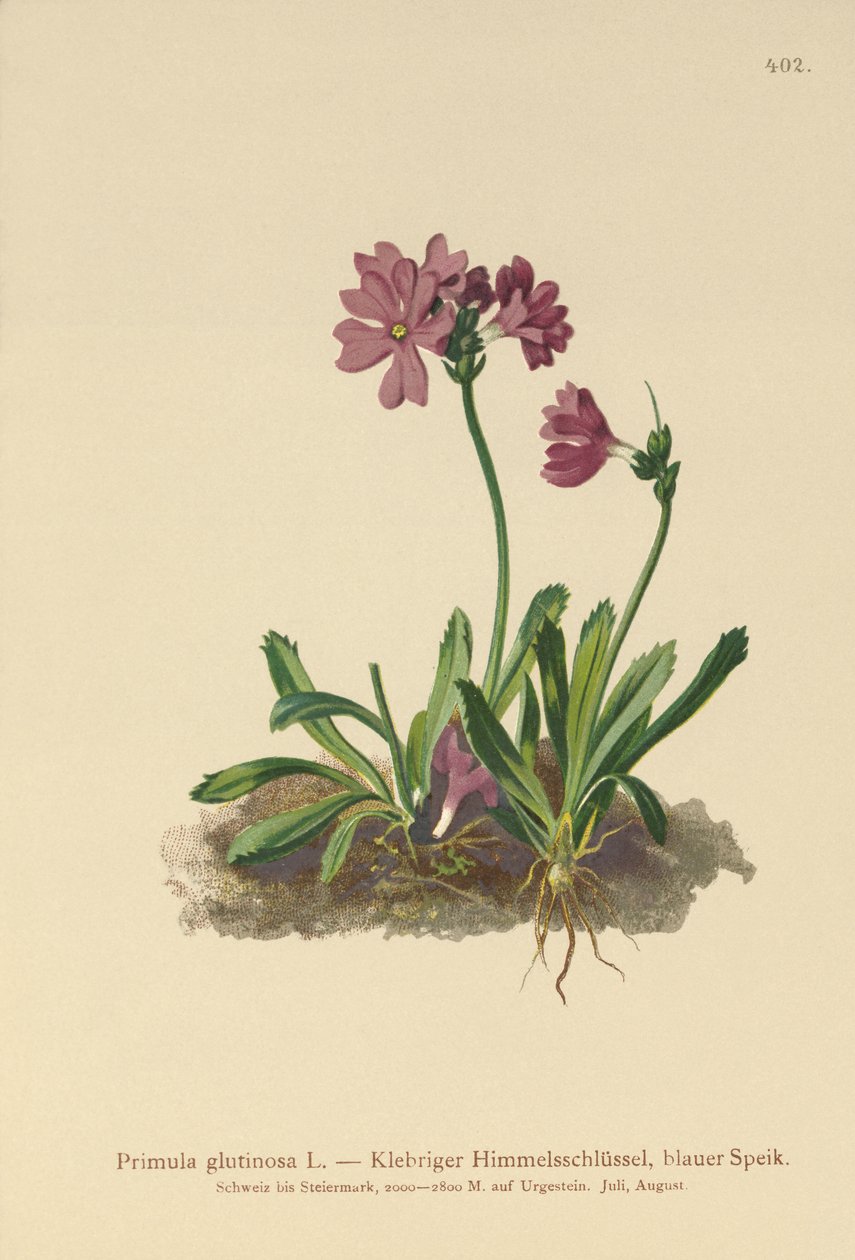 Prvosenka lepkavá (Primula glutinosa) od German School
