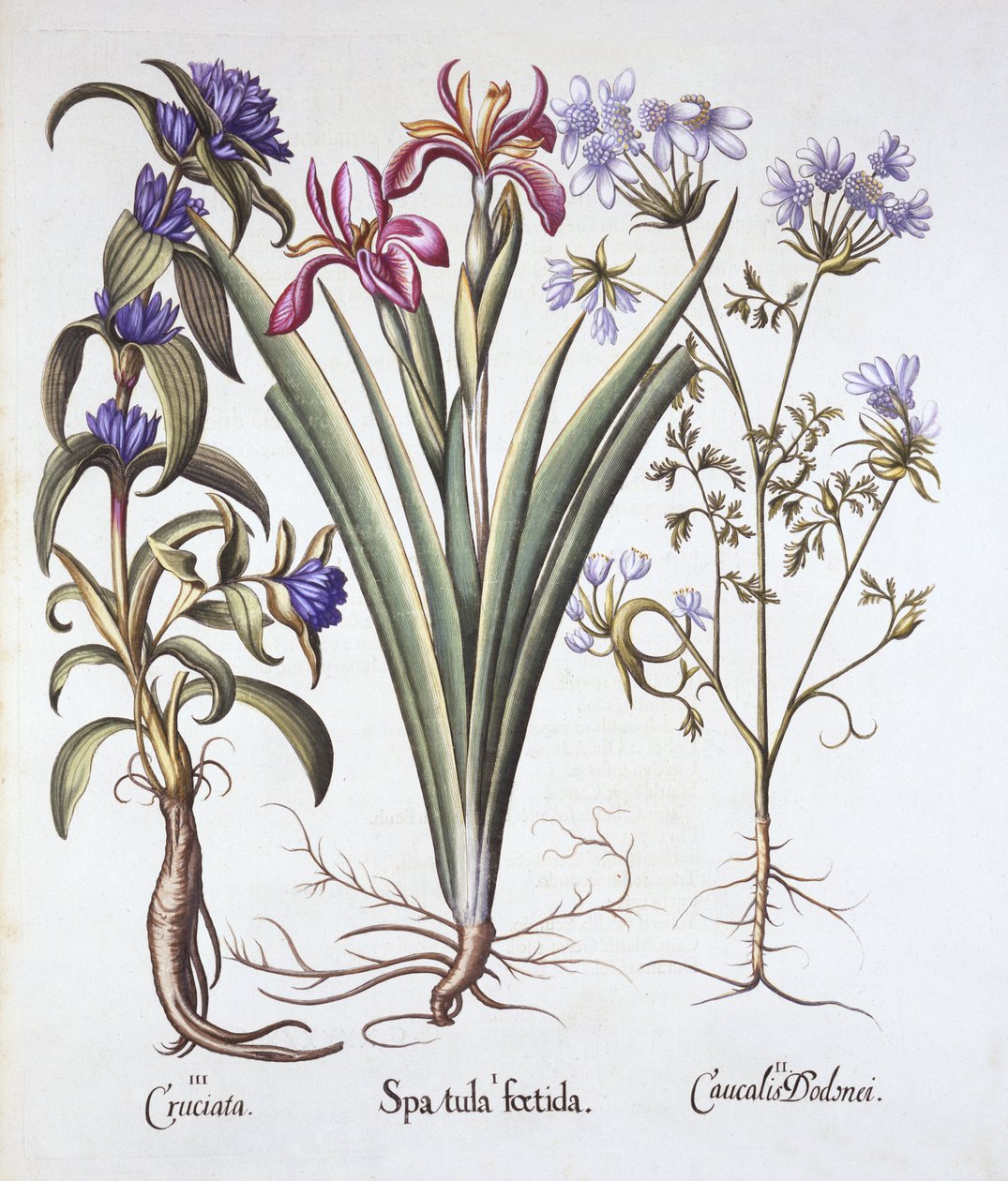 Smradlavý kosatec, Orlaya a kříženec hořec, od Hortus Eystettensis, Basil Besler (1561-1629), hospoda. 1613 (ručně kolorovaná rytina) od German School