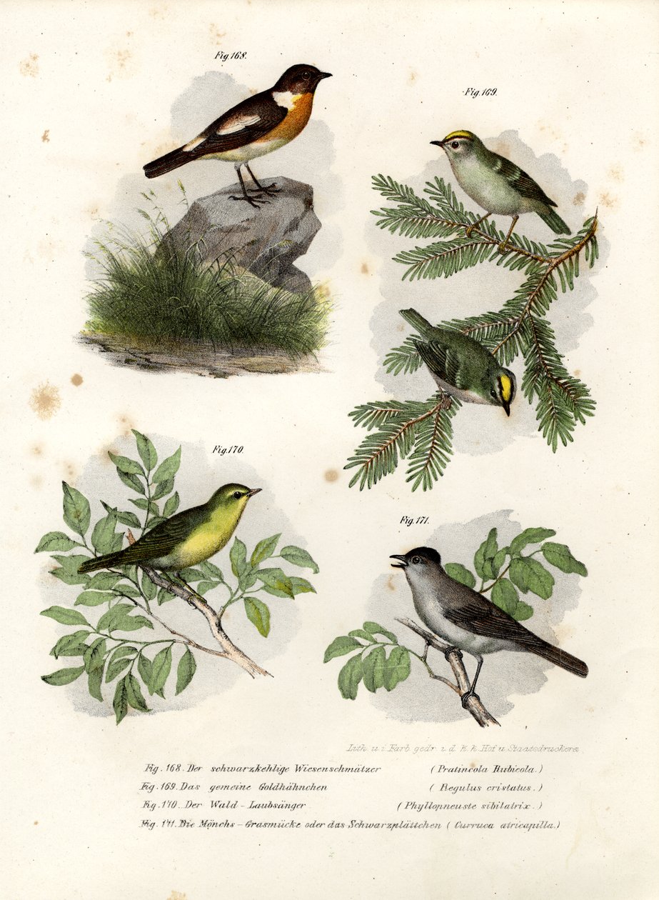 Stonechat, 1864 od German School