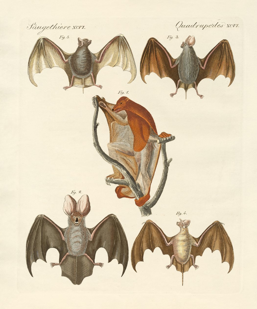 Zvláštní chiroptera od German School