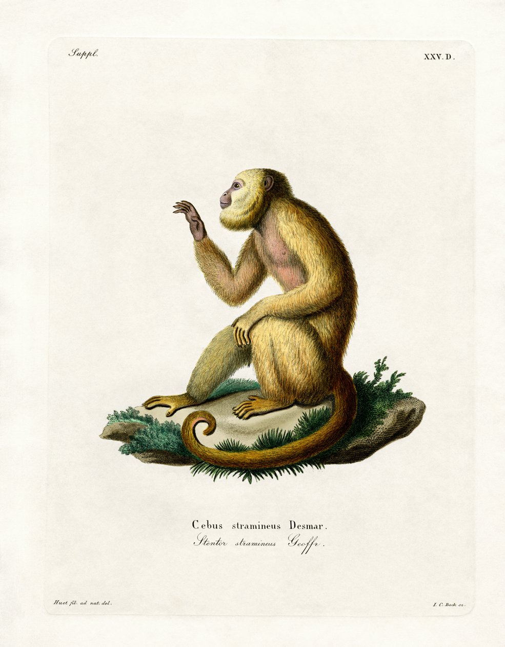 Slámově zbarvený Howler (barevné rytí) od German School