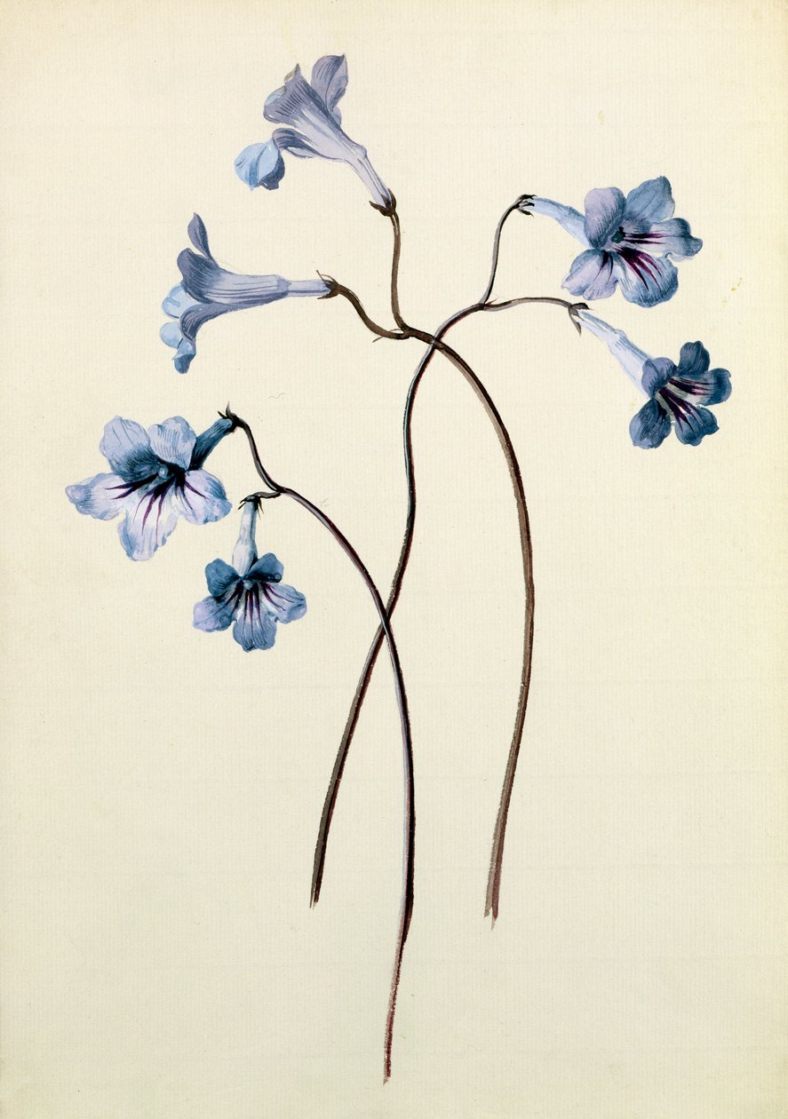 Streptocarpus, cca 1790 (wc na papíře) od German School