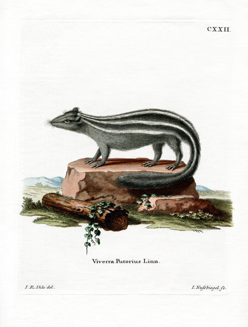 Pruhovaný skunk (barevné rytí) od German School