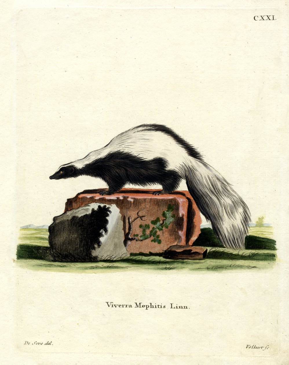 Pruhovaný skunk (barevné rytí) od German School