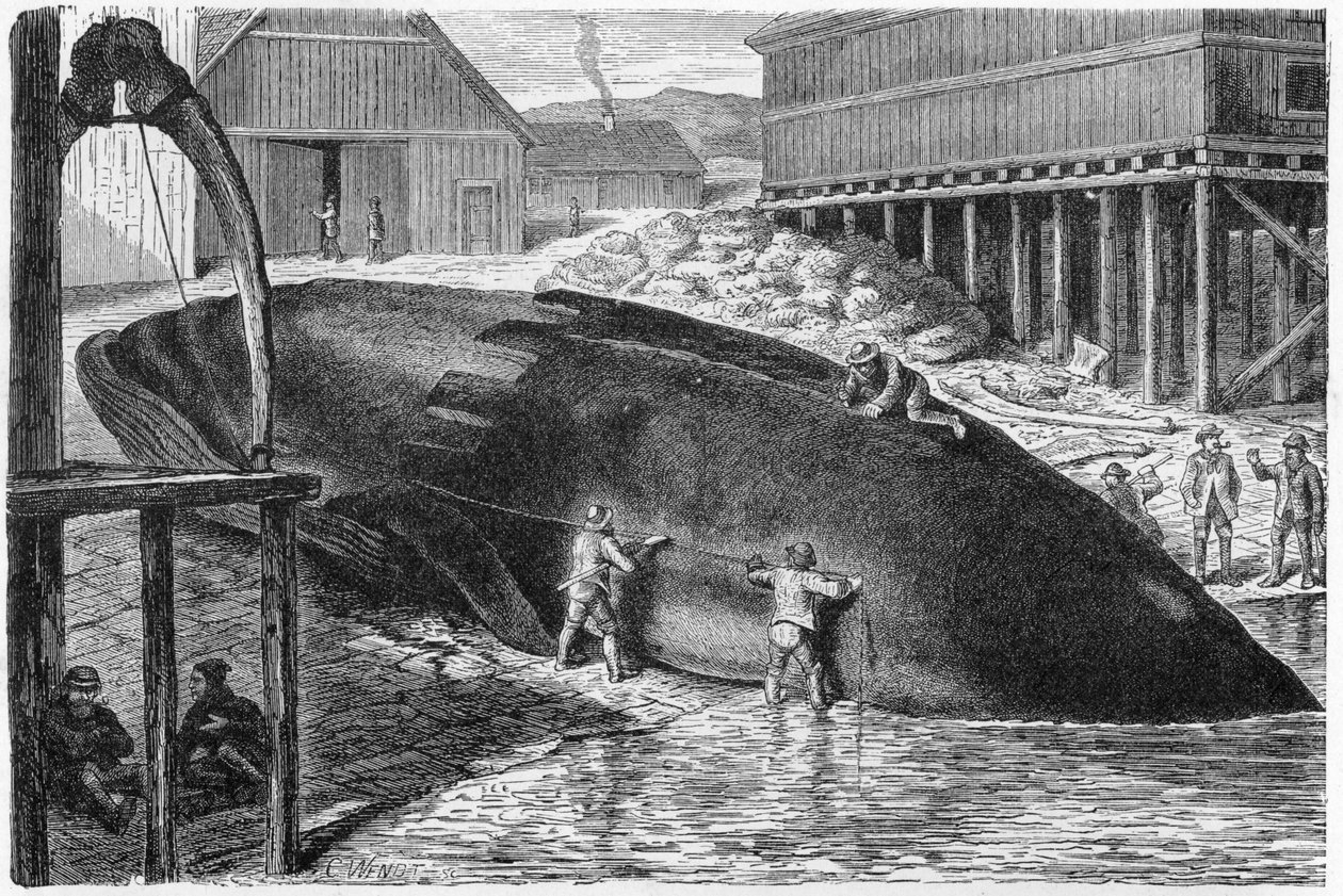 Odstraňování tuku z velryby ve Finsku, 1893 od German School