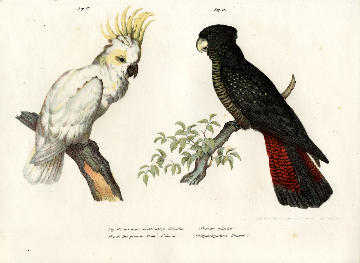 Kakadu sírově chocholatý, 1864 od German School