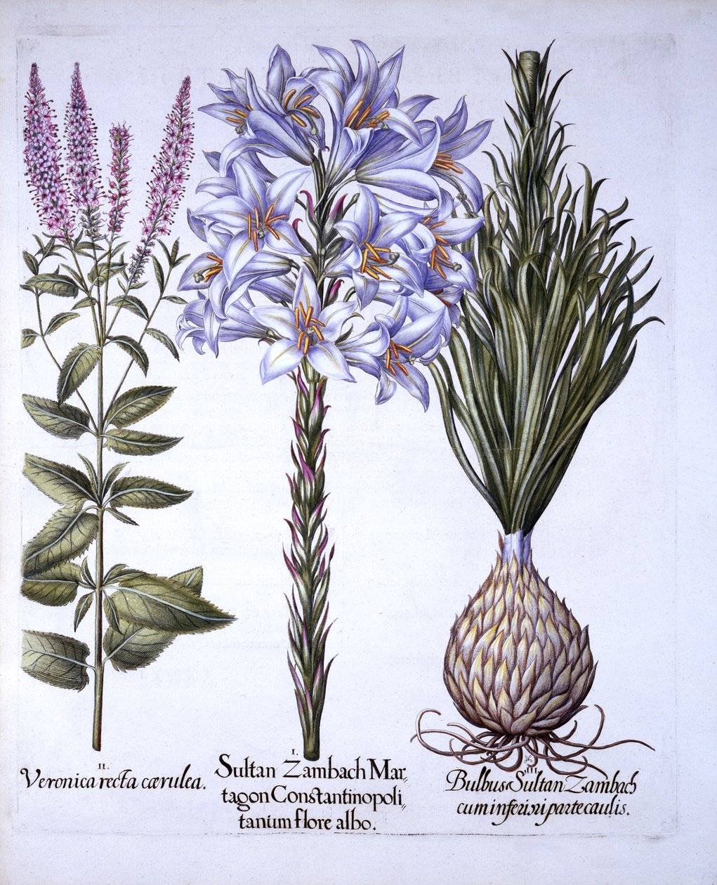 Sultan Zambach Lily and Bulb, Veronica, from Hortus Eystettensis, by Basil Besler (1561-1629), pub. 1613 (ručně kolorovaná rytina) od German School