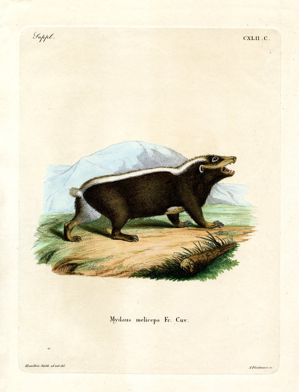 Sunda Stink Badger (barevná rytina) od German School