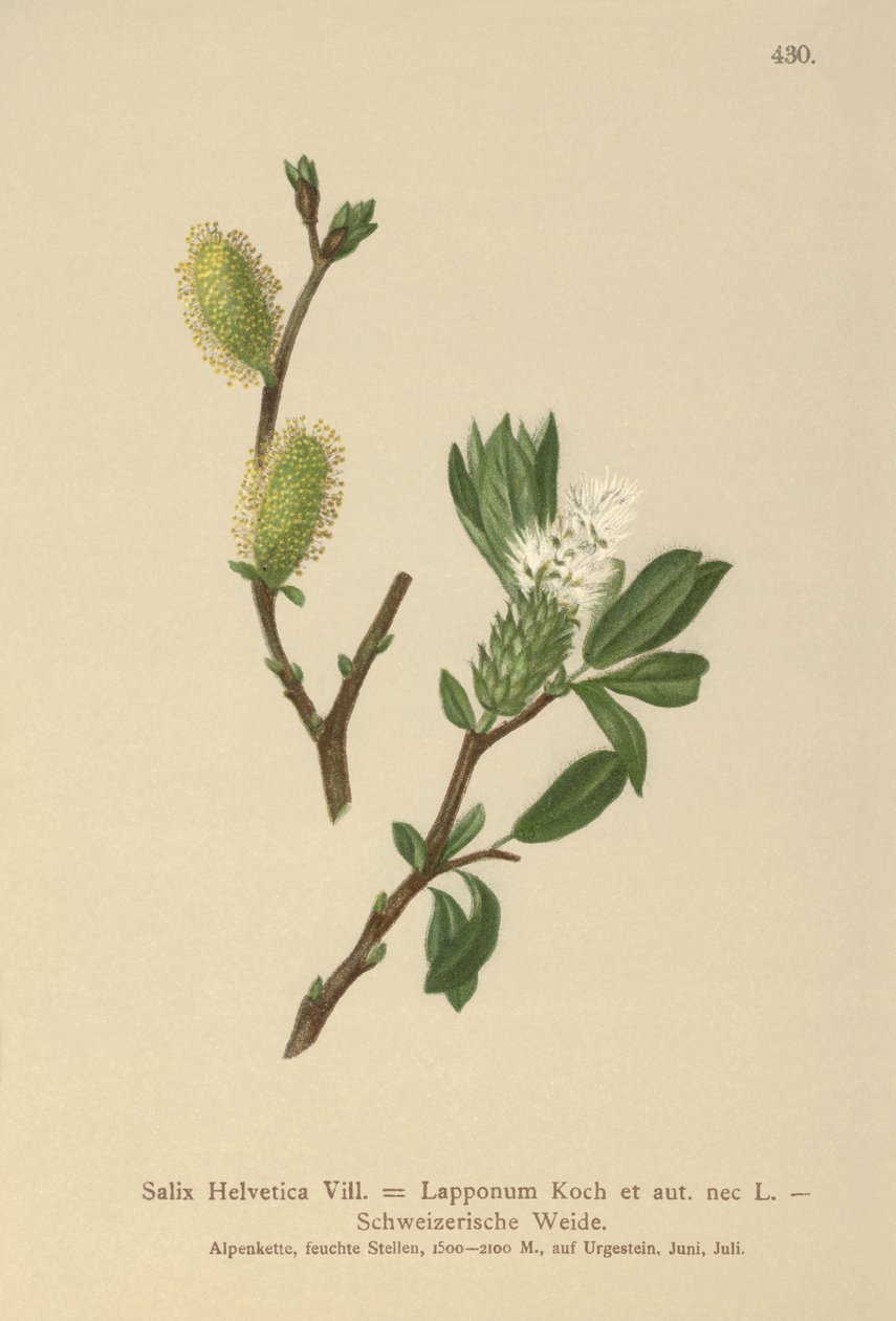 Švýcarská vrba (Salix Helvetica, Salix Lapponum) od German School