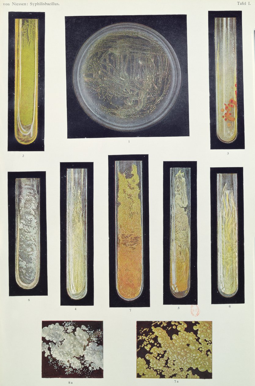 Syphilis Bacillus, z knihy Max von Niessen, Lipsko, 1908 od German School