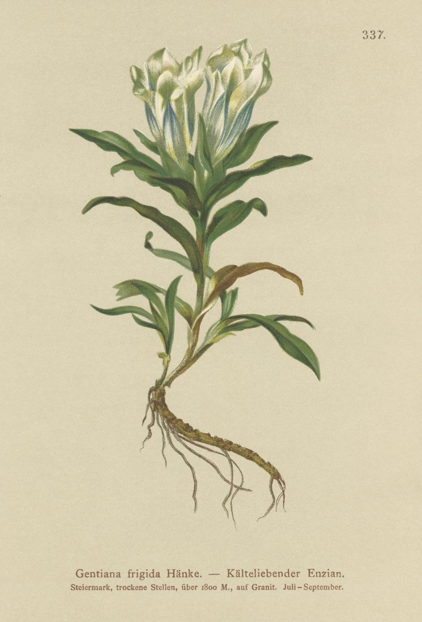 Hořec tauernský (Gentiana frigidum) od German School
