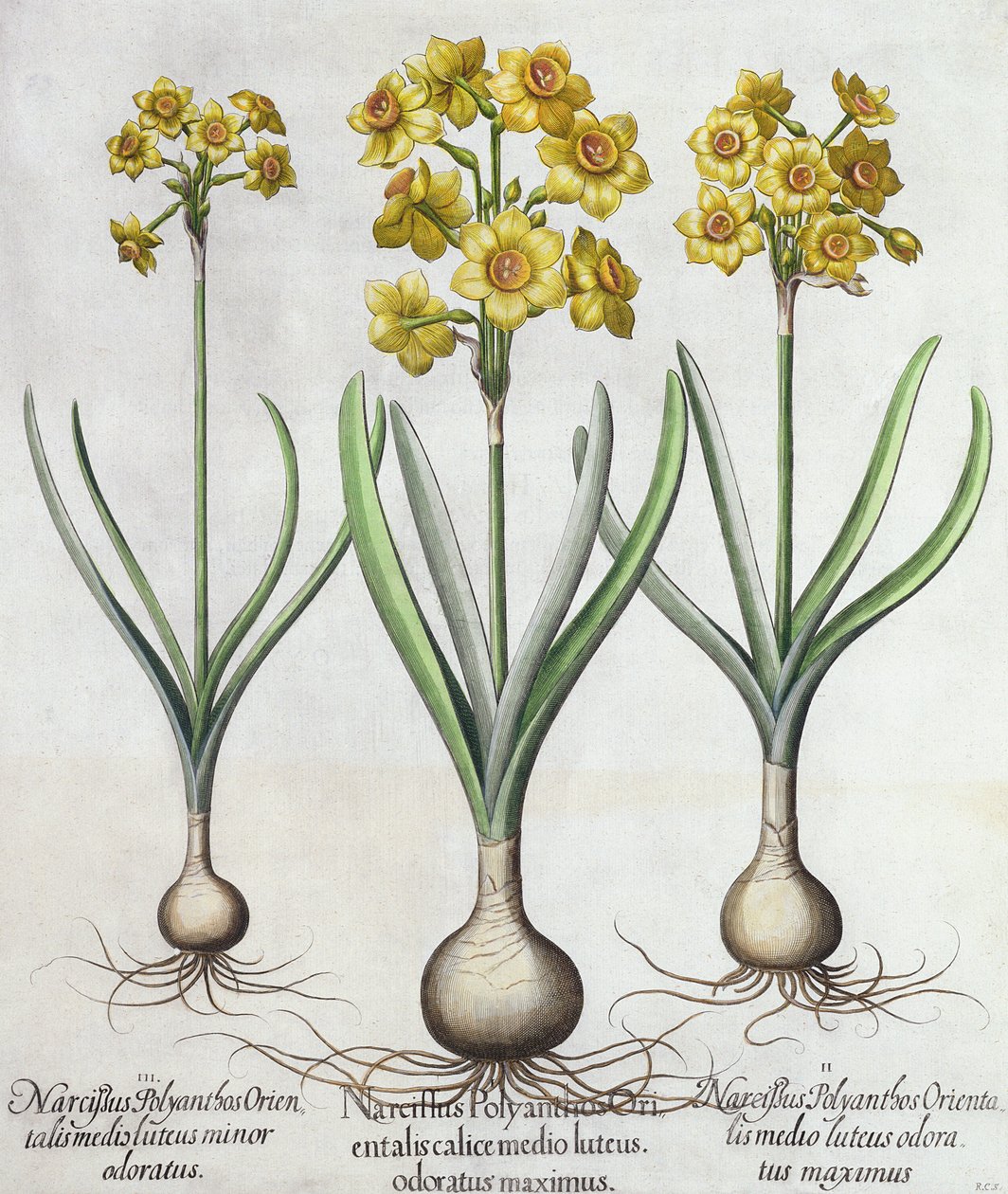 Tazetta Narcissi, z Hortus Eystettensis od Basila Beslera (1561-1629), hospoda. 1613 (ručně kolorovaná rytina) od German School