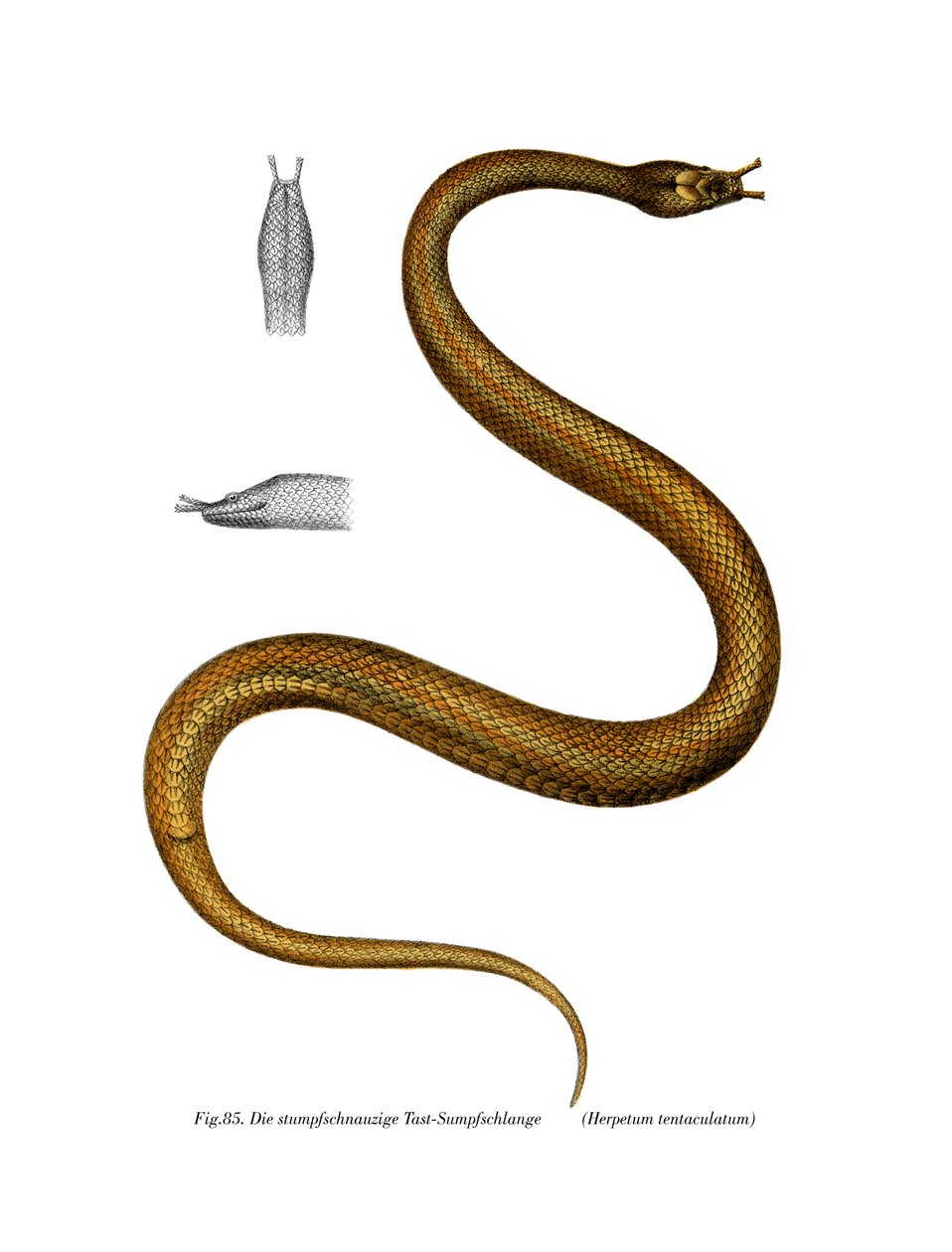 Tentacle Snake (barva litho) od German School