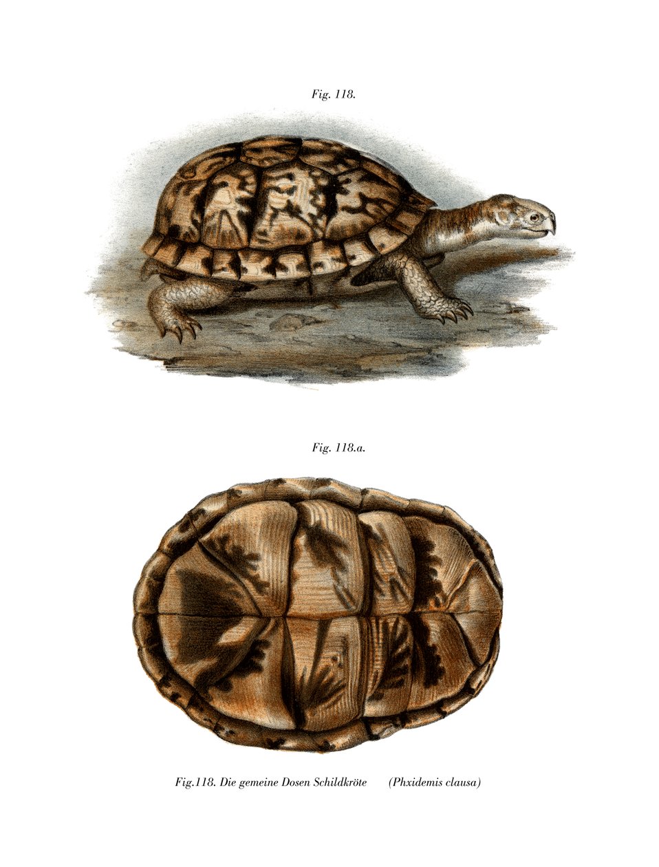Terrapin (barva lito) od German School