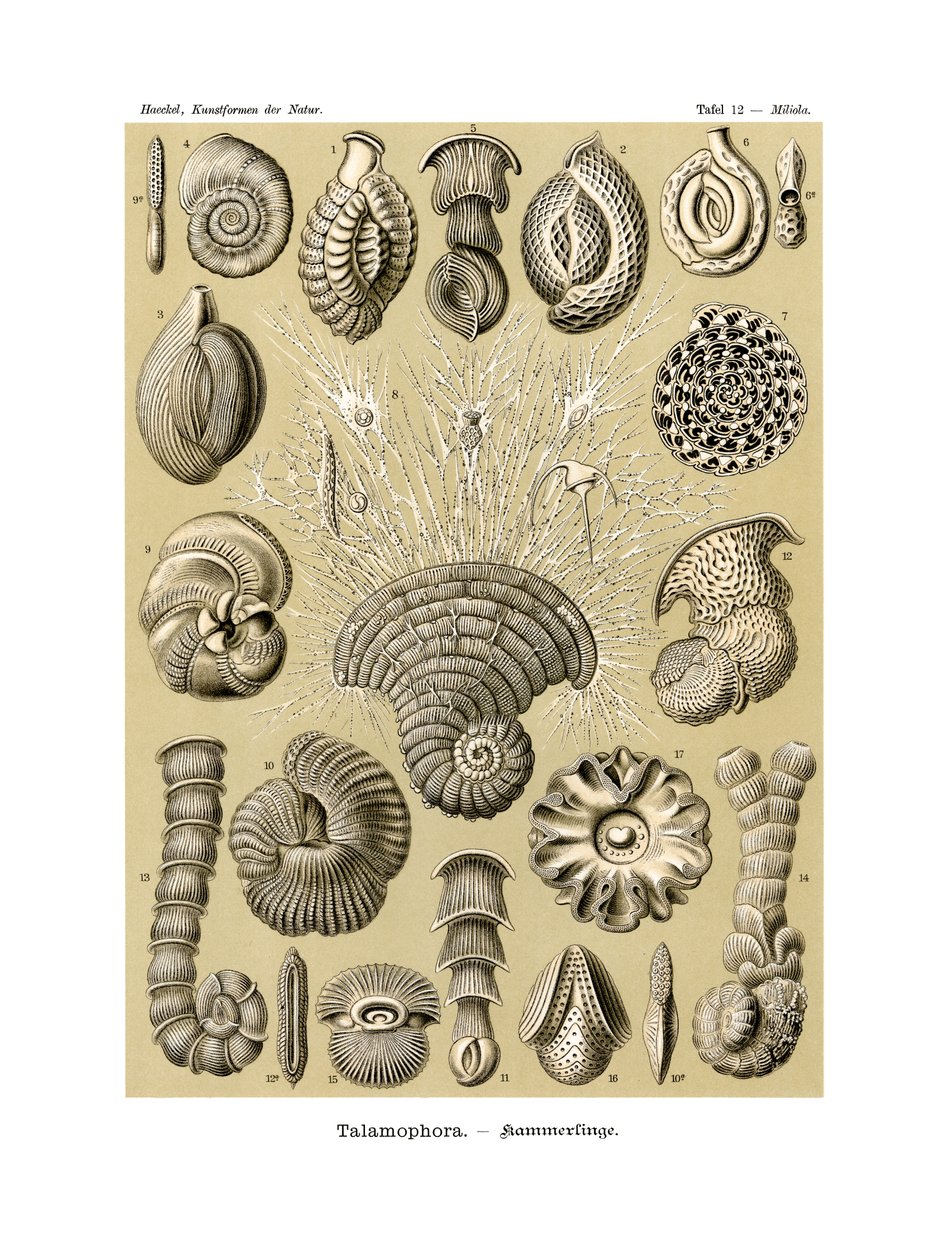 Thalamophora, 1899-1904 od German School