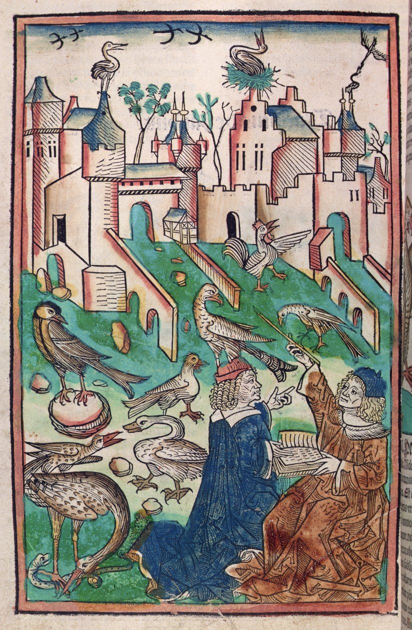 Ptáci a stvoření vzduchu, ilustrace z 