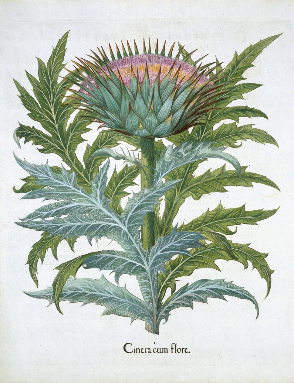 Cardoon, z Hortus Eystettensis od Basila Beslera (1561-1629), hospoda. 1613 (ručně kolorovaná rytina) od German School