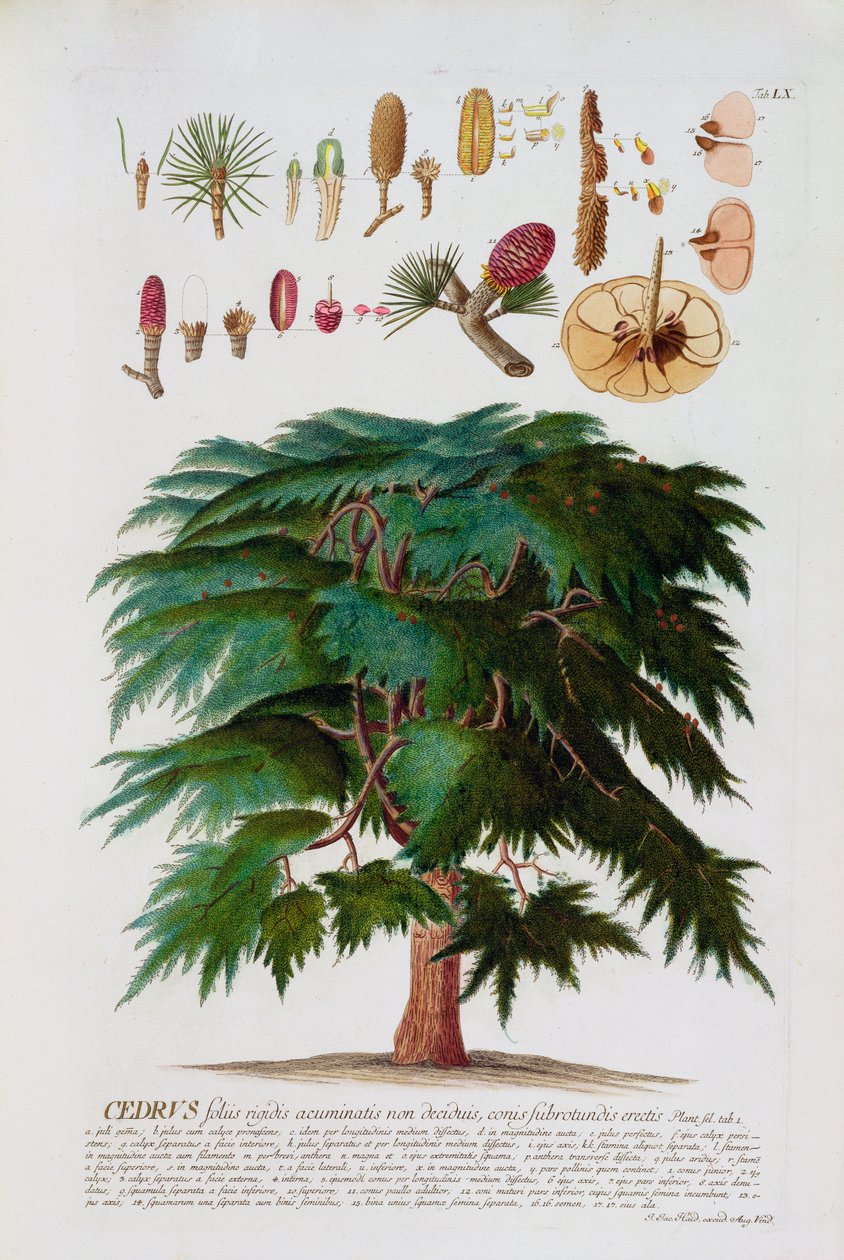 Cedr, rytina Johanna Jakoba Haida (1704-1704-67), deska 60 z botanické knihy, kterou vydal Augustus Vind od German School