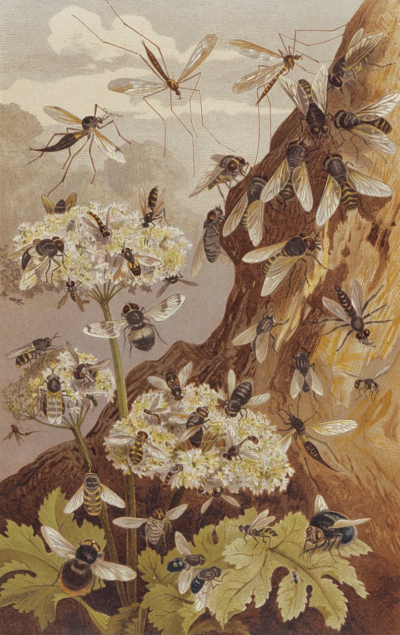 The Dominance of the Flies, deska z Brehm