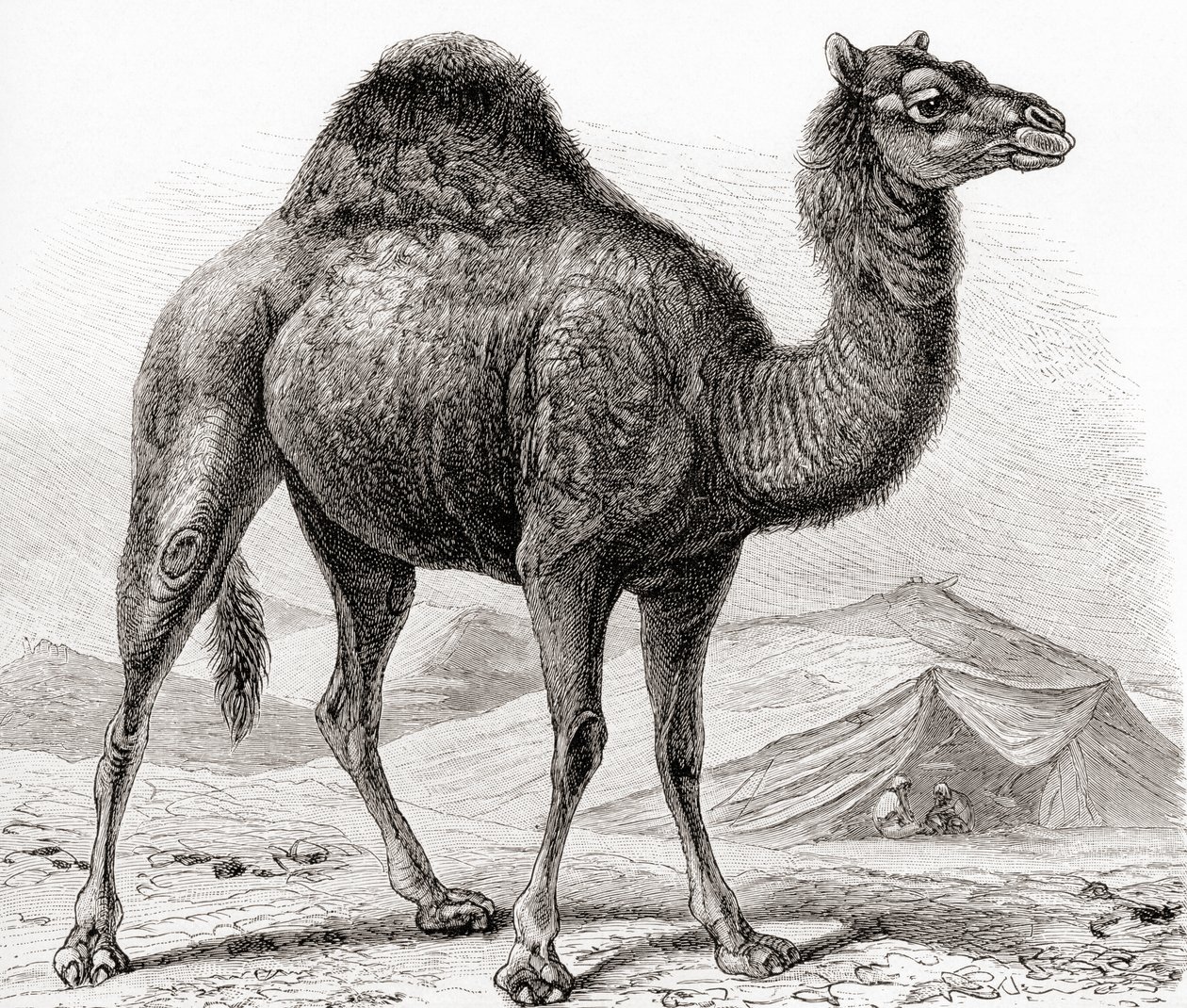 Dromedár alias arabský velbloud, z "Meyerova lexikonu", pub. 1927 (tisk) od German School