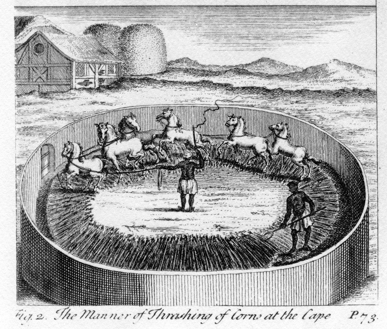 The Manner of Thrashing of Corn at the Cape, ilustrace z 