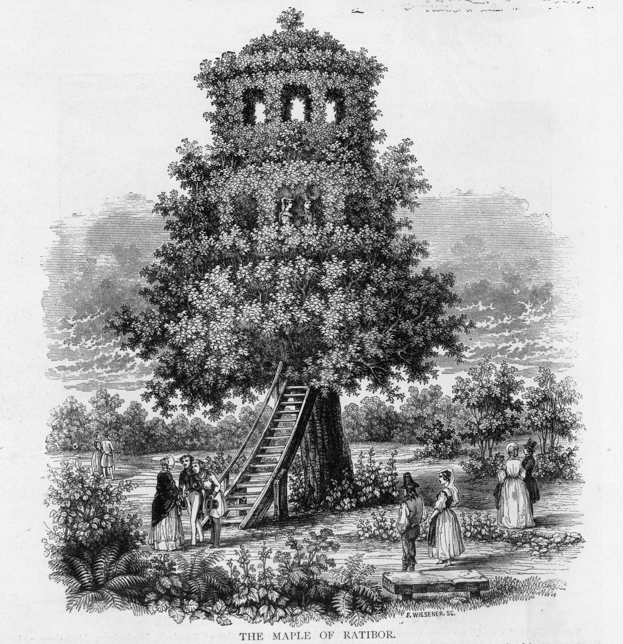 Javor v Ratiboři, Slezsko, 1893 od German School