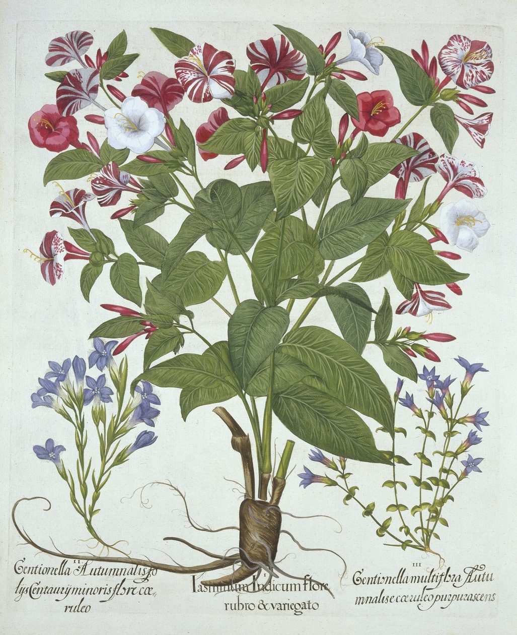 The Marvel of Peru and Two Varieties of Gentian, from Hortus Eystettensis, by Basil Besler (1561-1629), pub. 1613 (ručně kolorovaná rytina) od German School