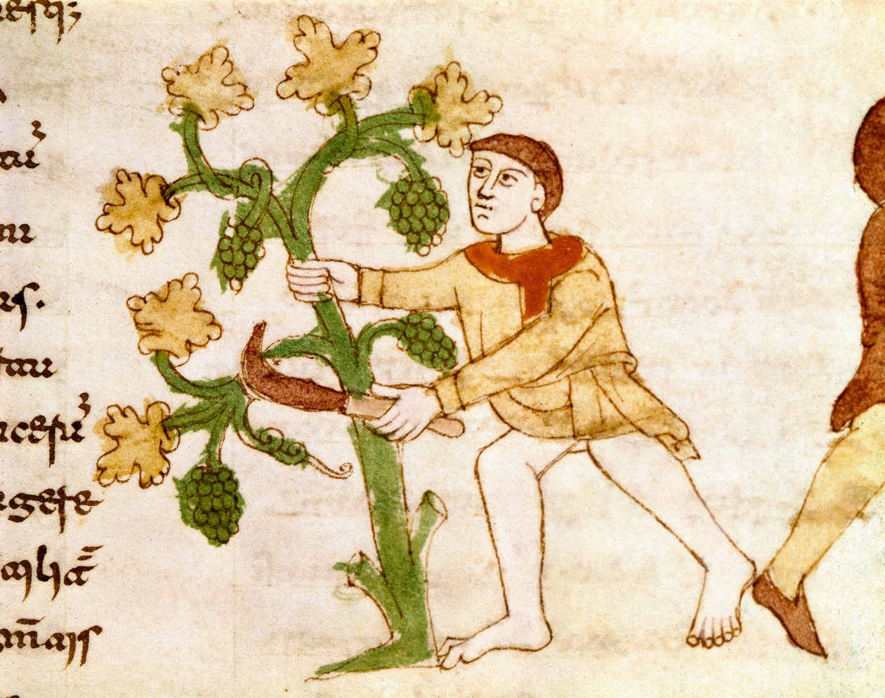 Sběr hroznů během sklizně Miniatura převzatá z rukopisu „“De Universo“ (nebo De rerum naturis (O přirozenosti věcí)) (cod. 132) od Rabanuse Maura Magnentia (nebo Rabana Maura nebo Rabana Maura) (ca. 780-856). 9. století. Archiv M od German School